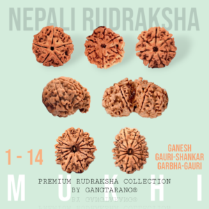1 to 14 Mukhi Rudraksha