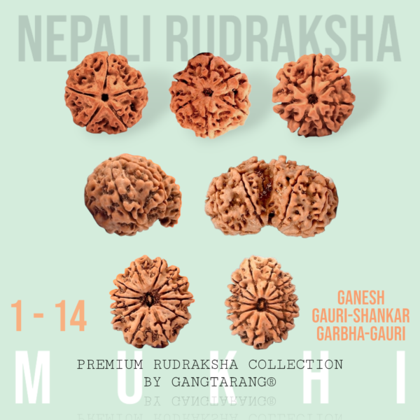 1 to 14 mukhi rudraksha gangtarang.com