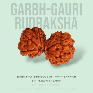 Garbha Gauri Rudraksha