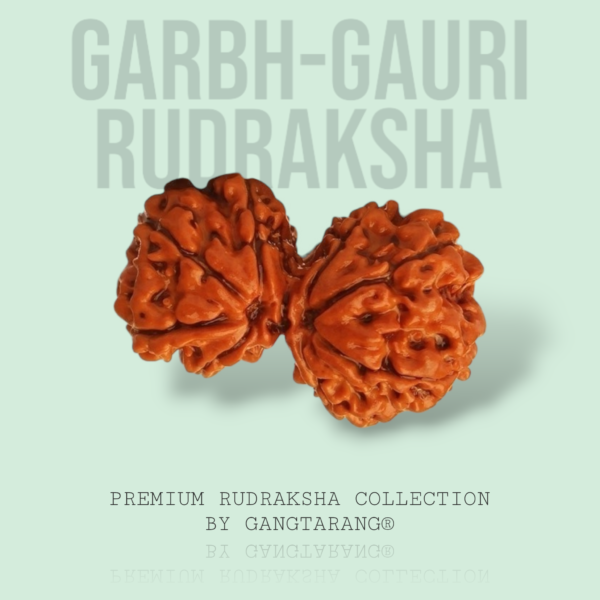garbh gauri rudraksha gangtarang.com