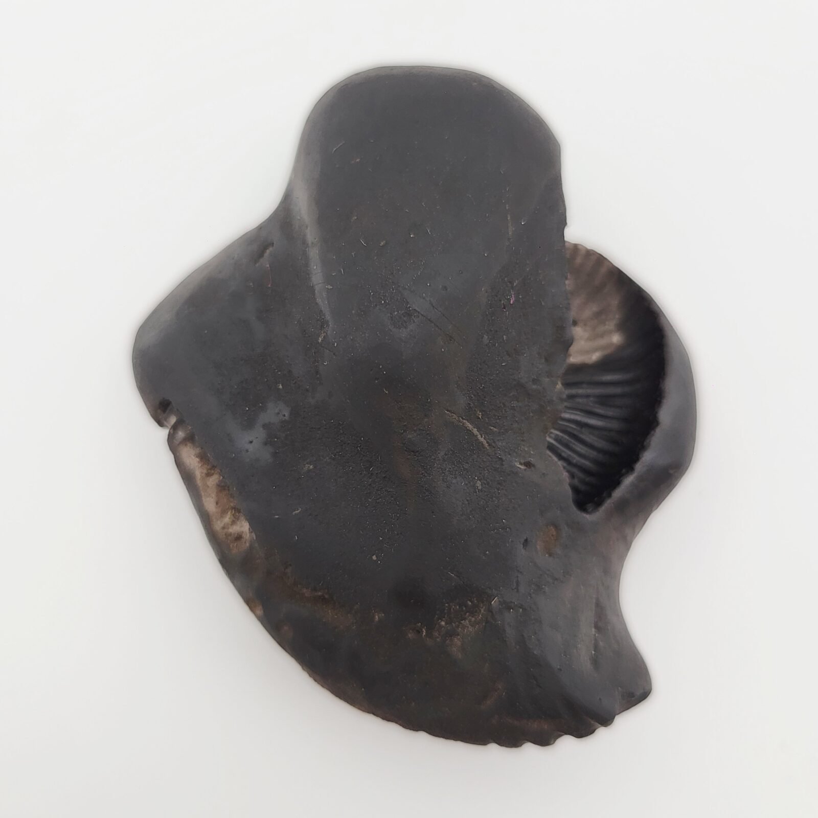 SHREE GANESH SHALIGRAM (RARE) - Image 3
