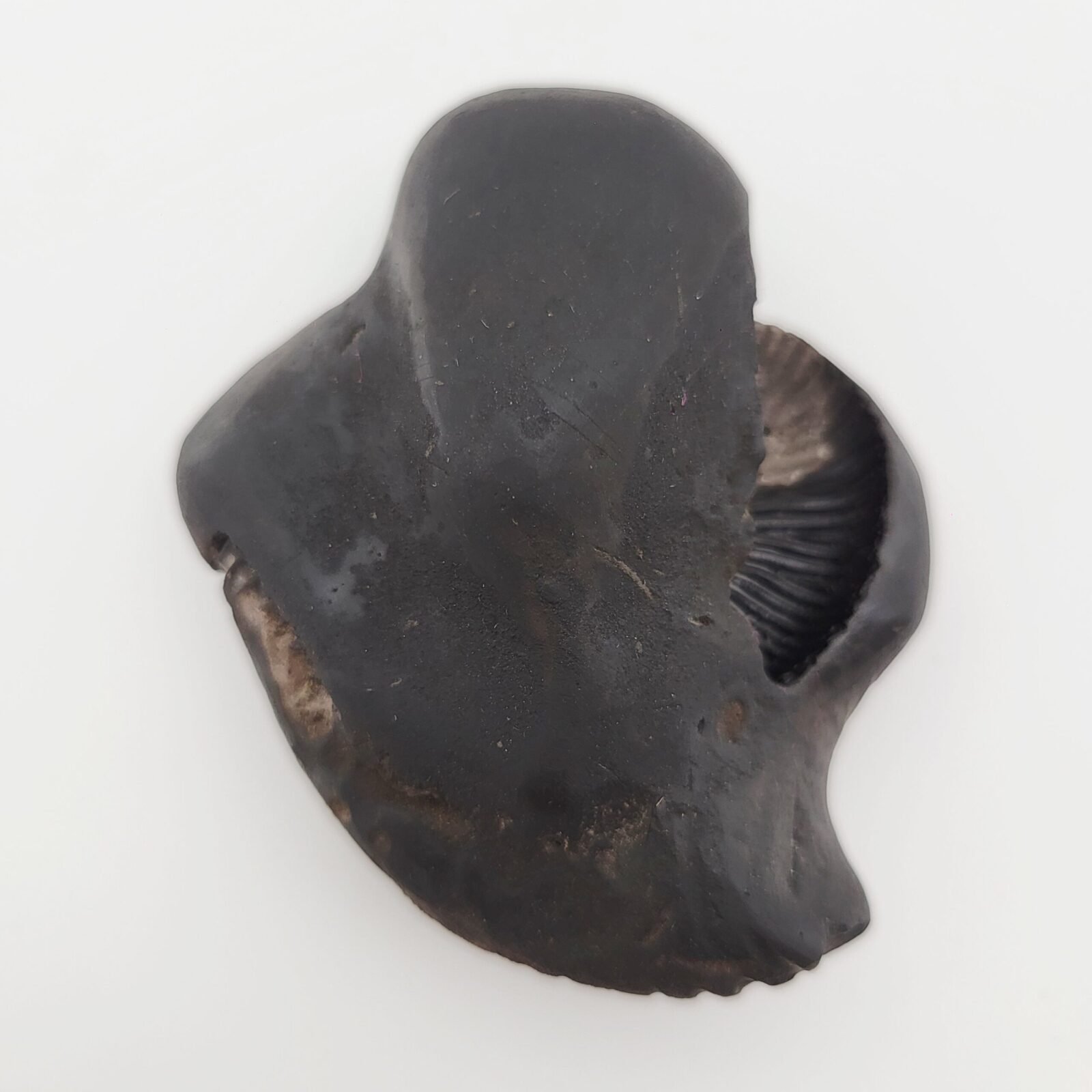 SHREE GANESH SHALIGRAM (RARE) - Image 3