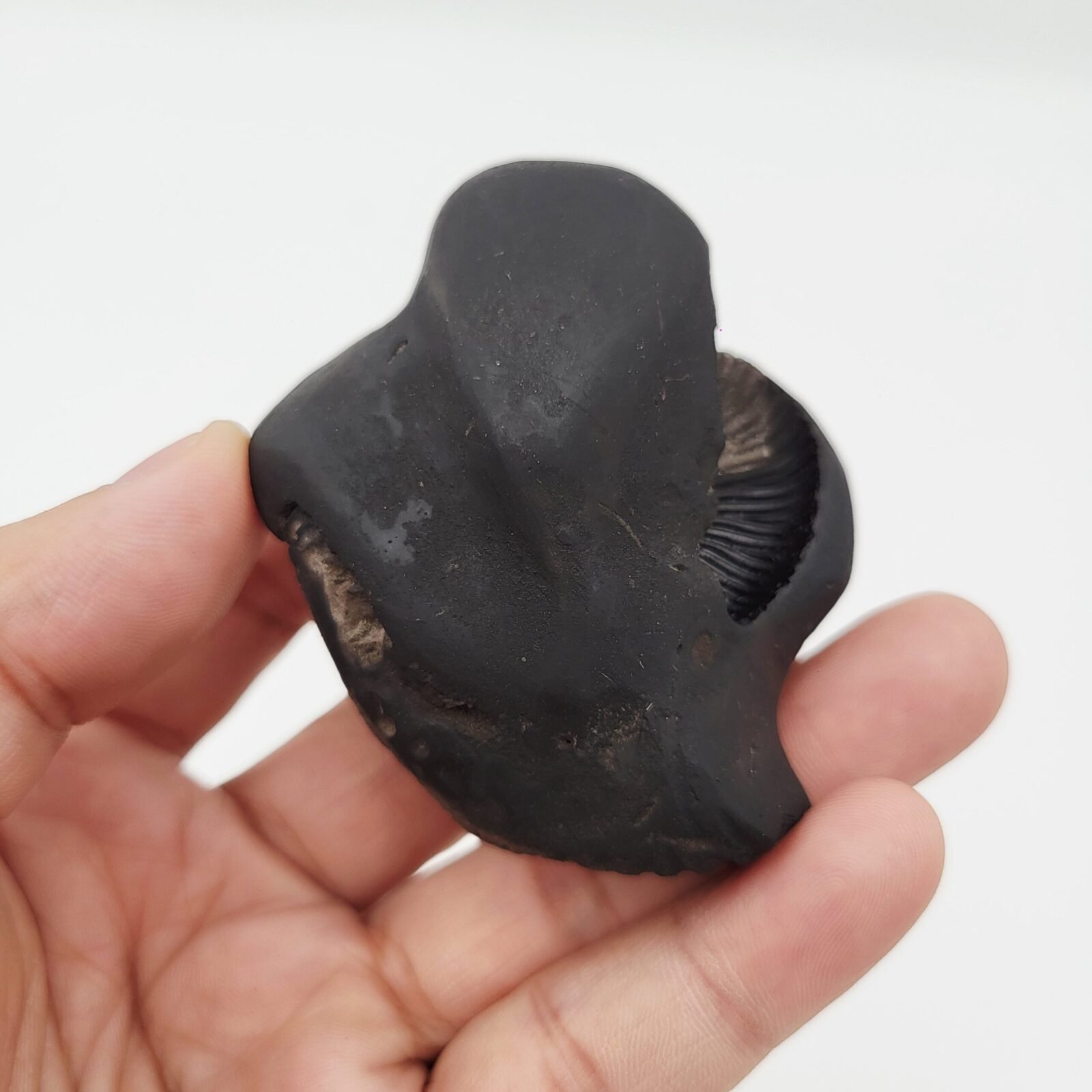 SHREE GANESH SHALIGRAM (RARE) - Image 2