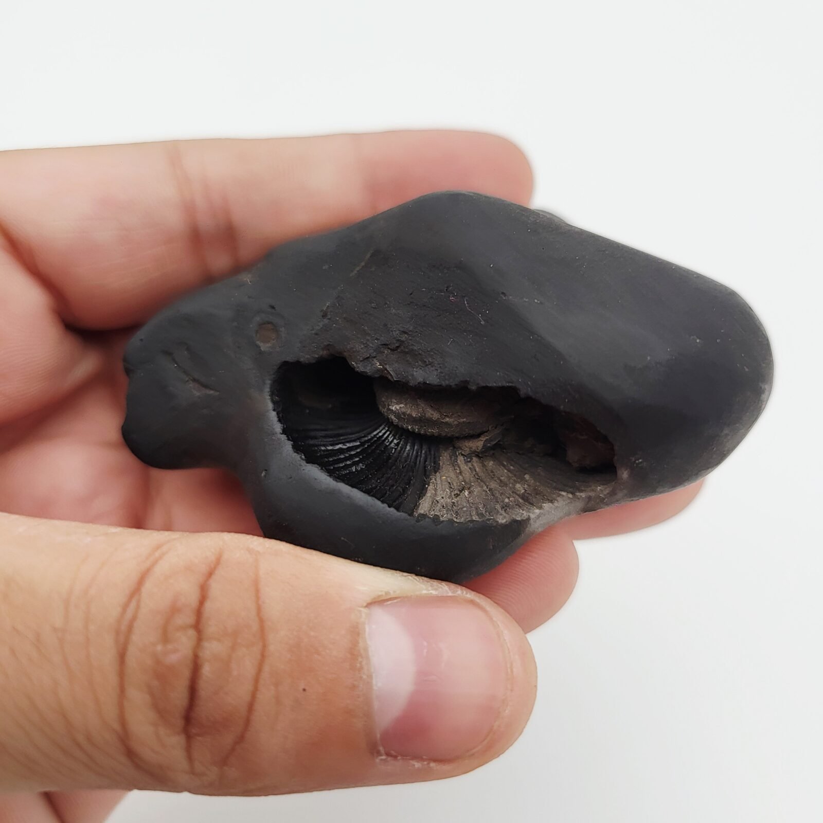 SHREE GANESH SHALIGRAM (RARE) - Image 4