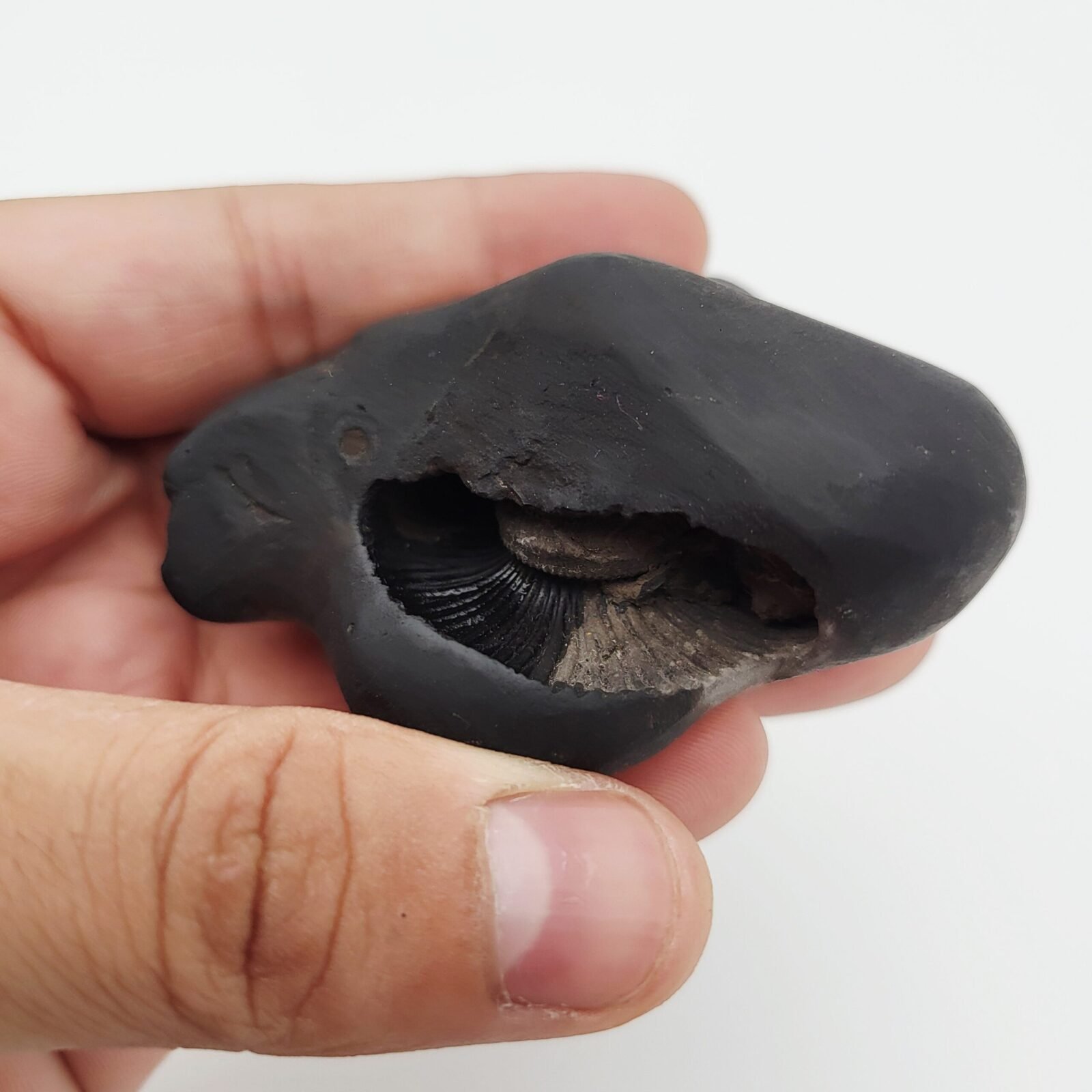 SHREE GANESH SHALIGRAM (RARE) - Image 4