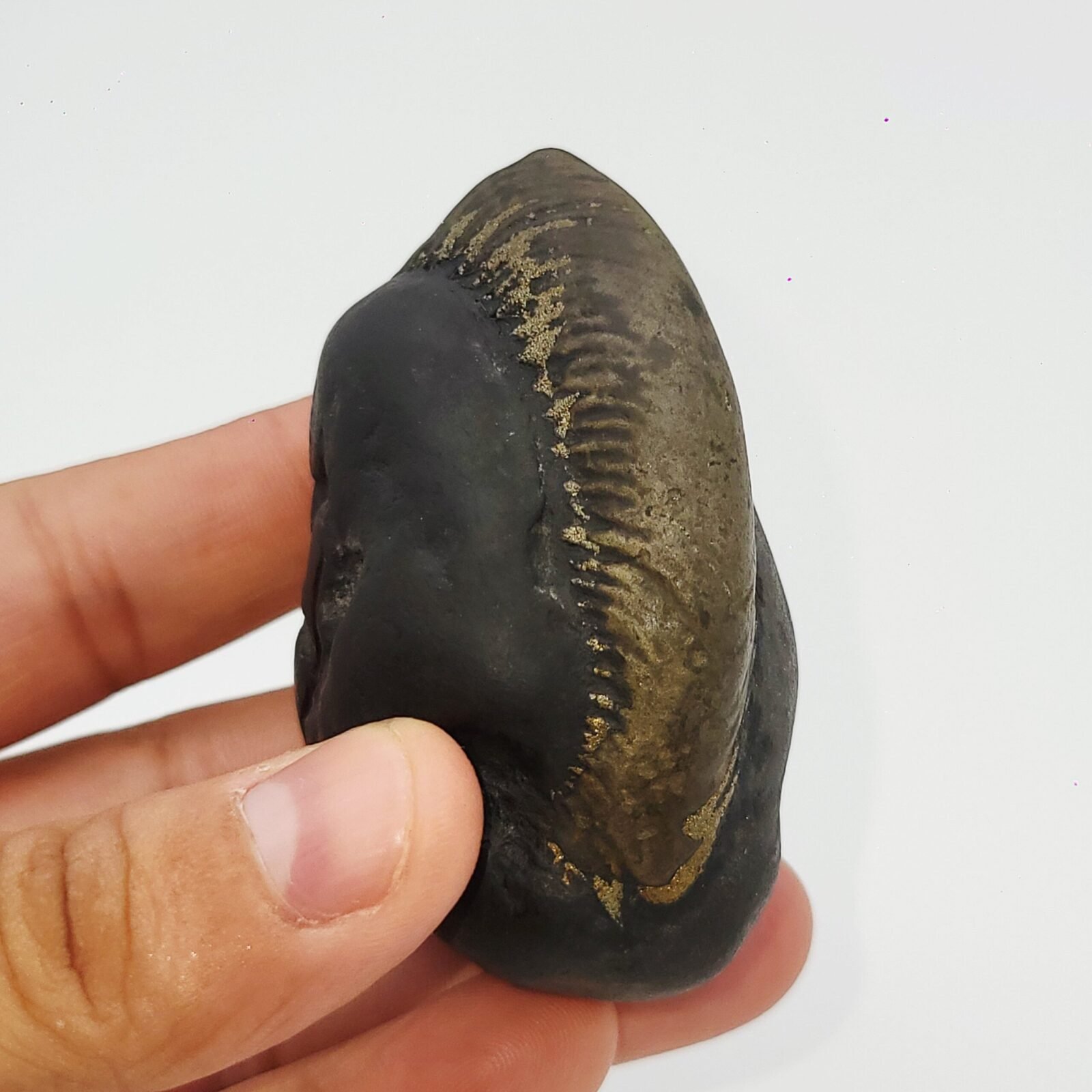 KUBER SHALIGRAM for Unlimited Wealth (RARE) - Image 8