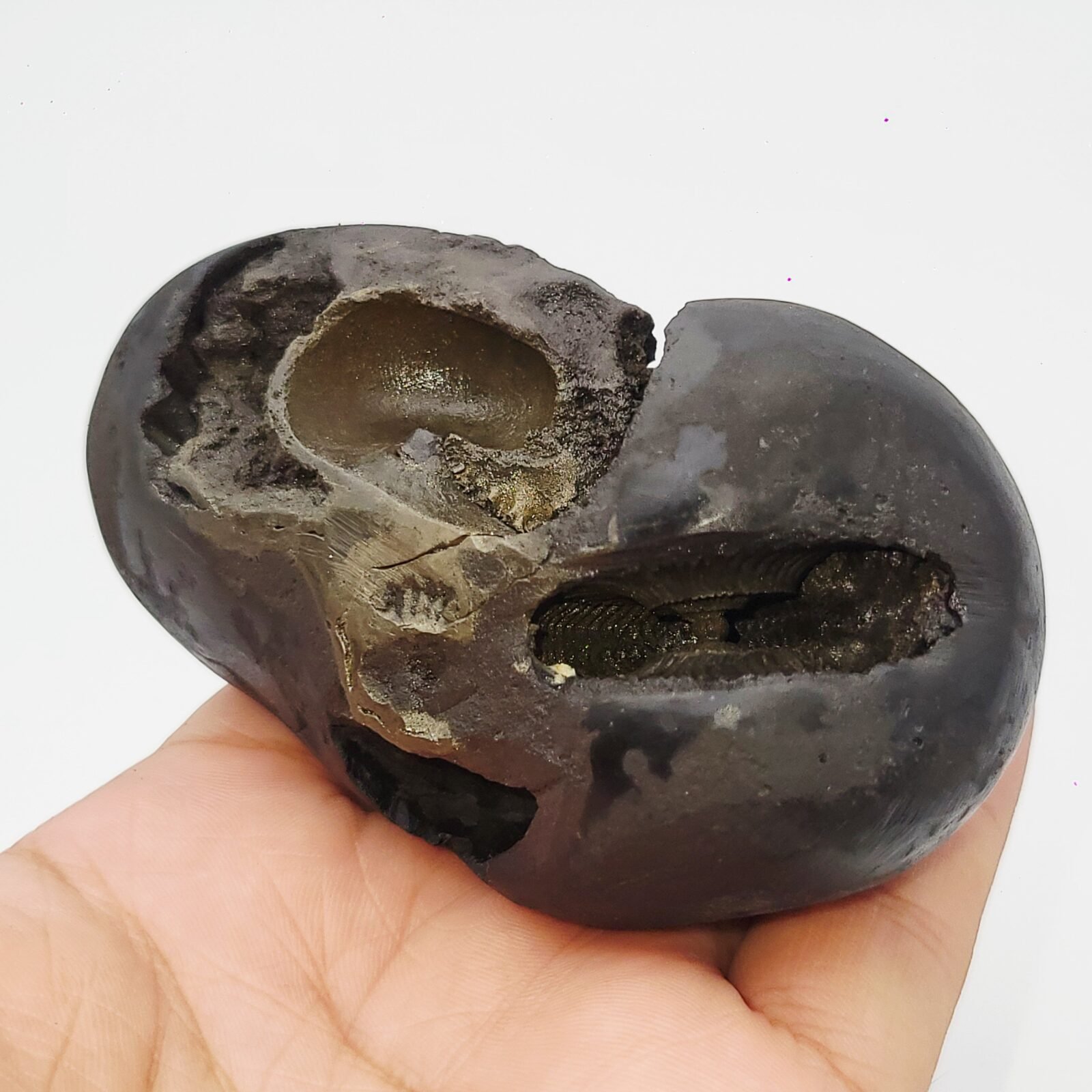 ANANT PADMANABHAN SHALIGRAM 4 CHAKRA (RARE) - Image 2