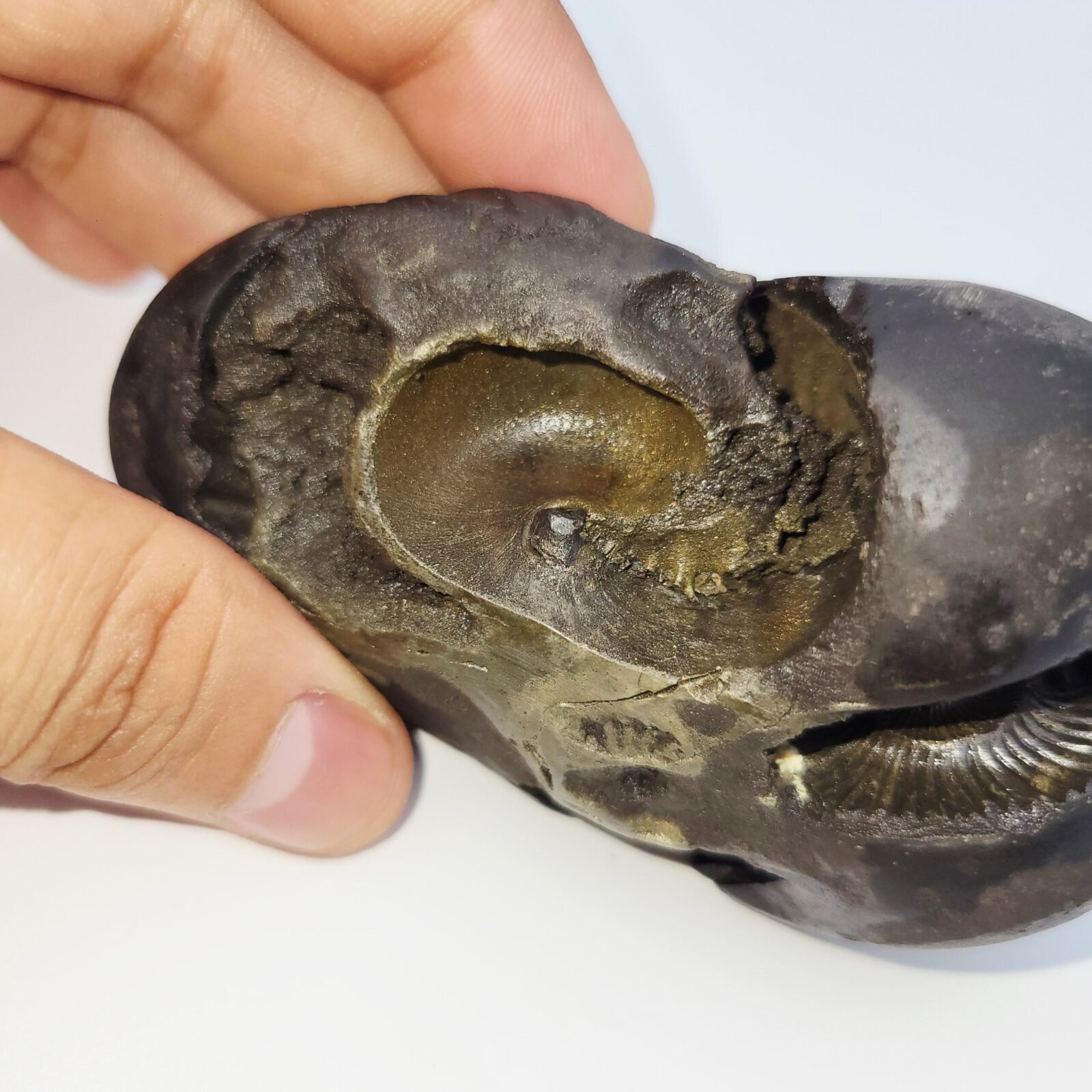 ANANT PADMANABHAN SHALIGRAM 4 CHAKRA (RARE) - Image 3
