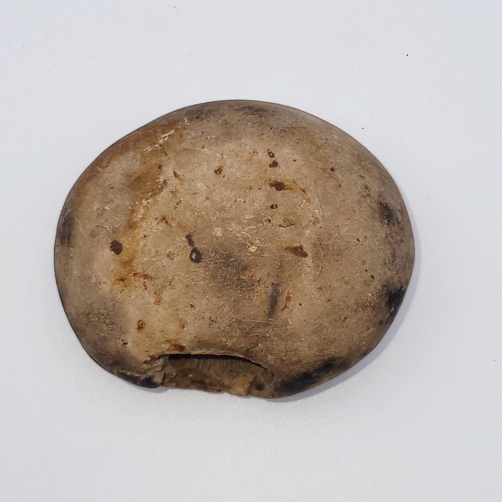 ADVAITYA SHALIGRAM - Oldest Shila (RARE) - Image 5