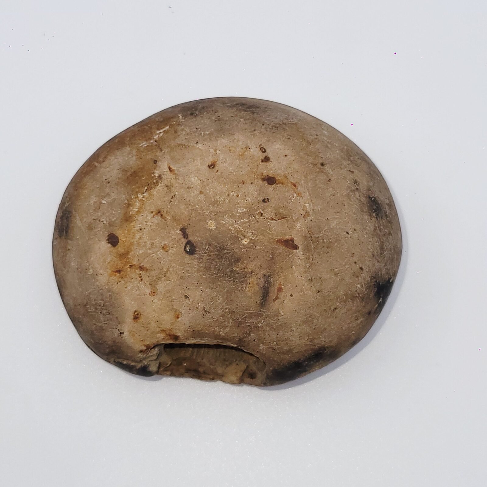ADVAITYA SHALIGRAM - Oldest Shila (RARE) - Image 5