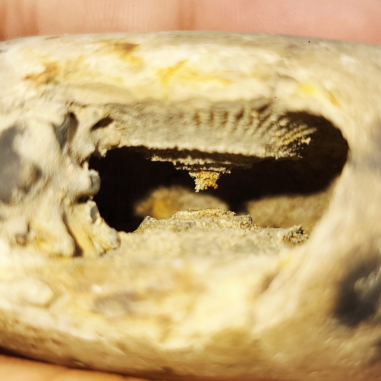 ADVAITYA SHALIGRAM - Oldest Shila (RARE) - Image 3