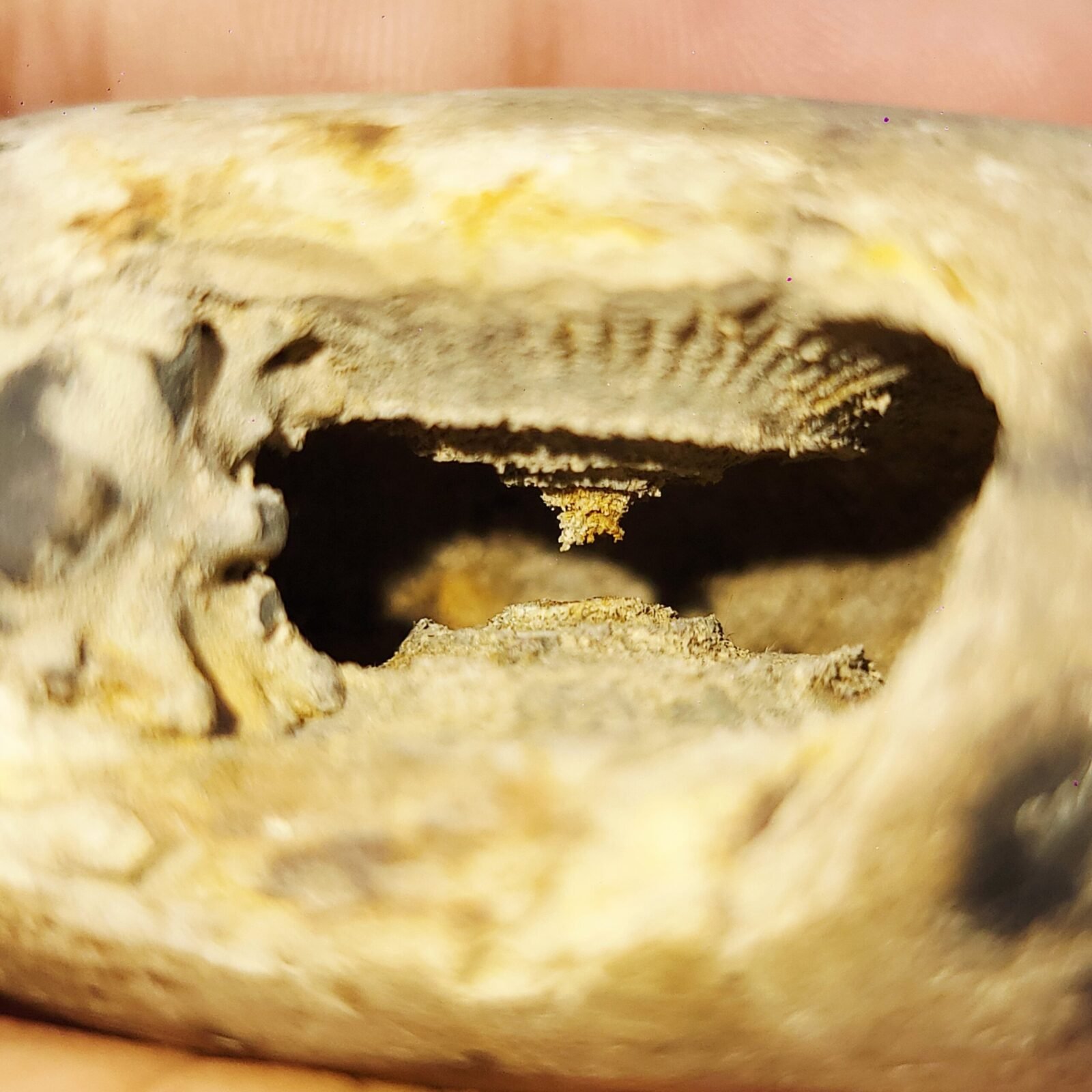 ADVAITYA SHALIGRAM - Oldest Shila (RARE) - Image 3