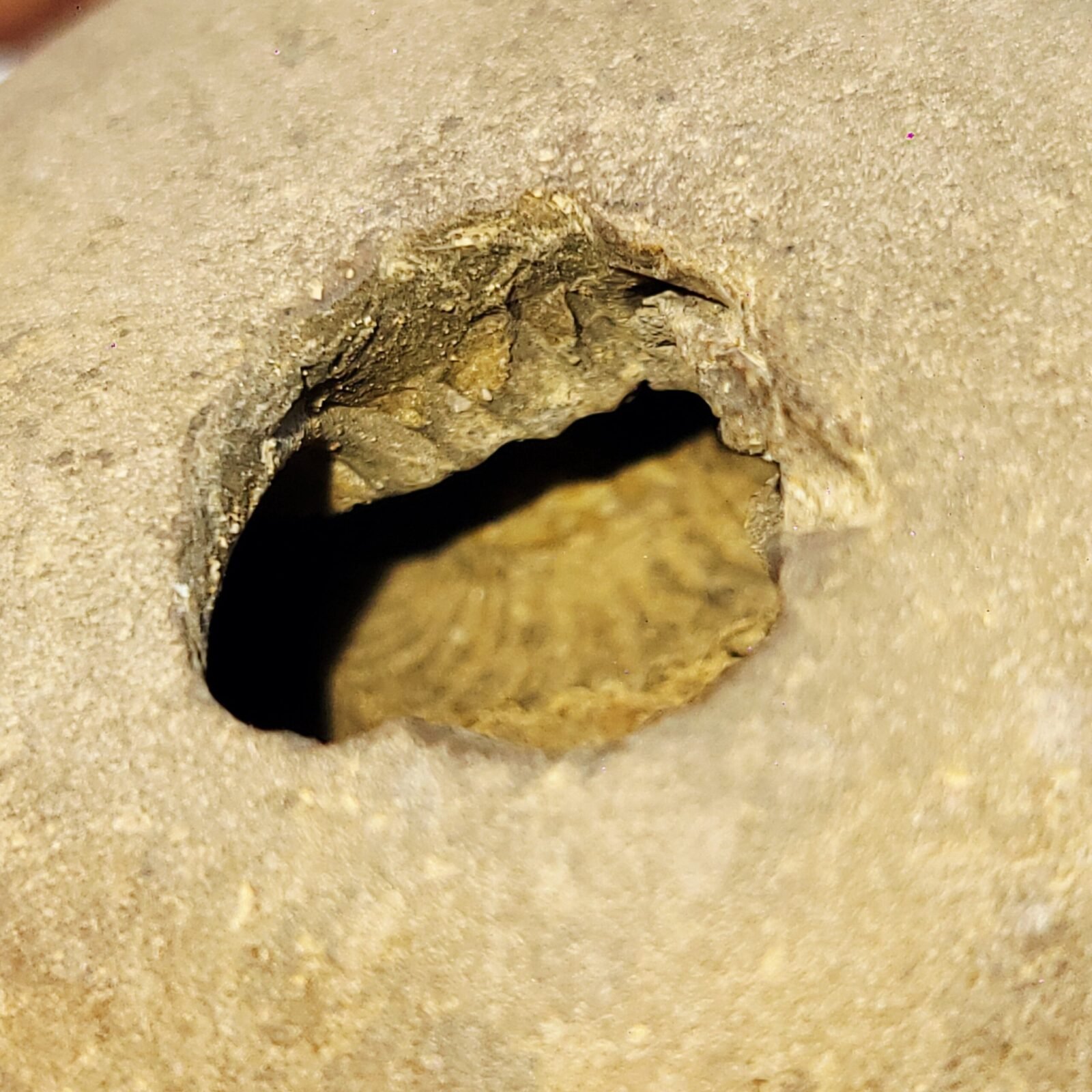 ADVAITYA GOVIND SHALIGRAM - Oldest Shila (RARE) - Image 2