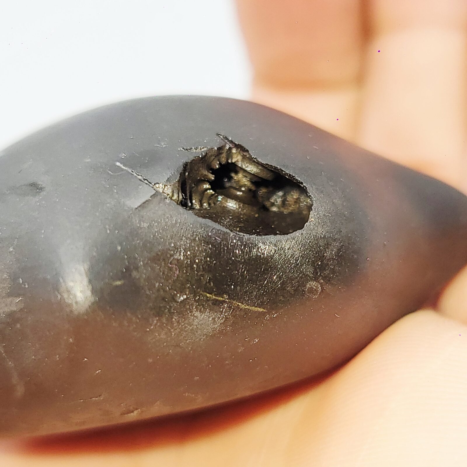 KURMA SHALIGRAM RAREST 4 CHAKRA NATURAL (2 IN MOUTH + 2 IN TAIL) - Image 7