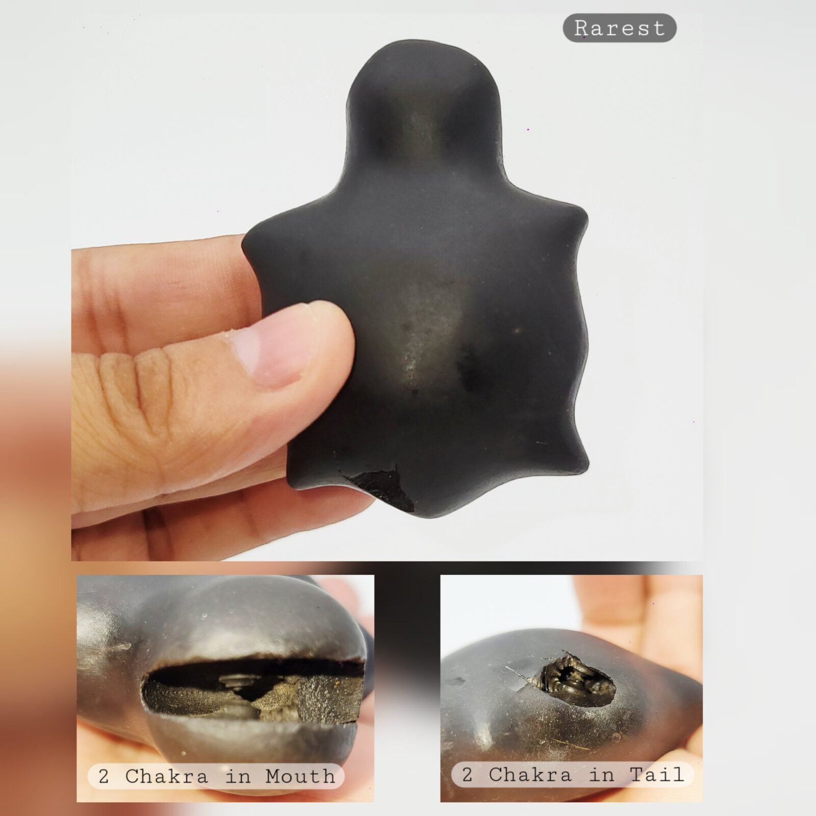 KURMA SHALIGRAM RAREST 4 CHAKRA NATURAL (2 IN MOUTH + 2 IN TAIL) - Image 2