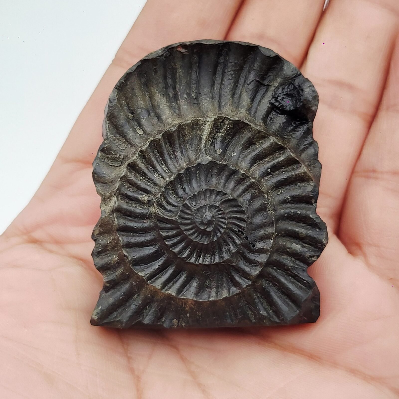 LAKSHMI NARAYAN CARVED ON REAL SHALIGRAM (100% NATURAL SUDARSHAN) - Image 9