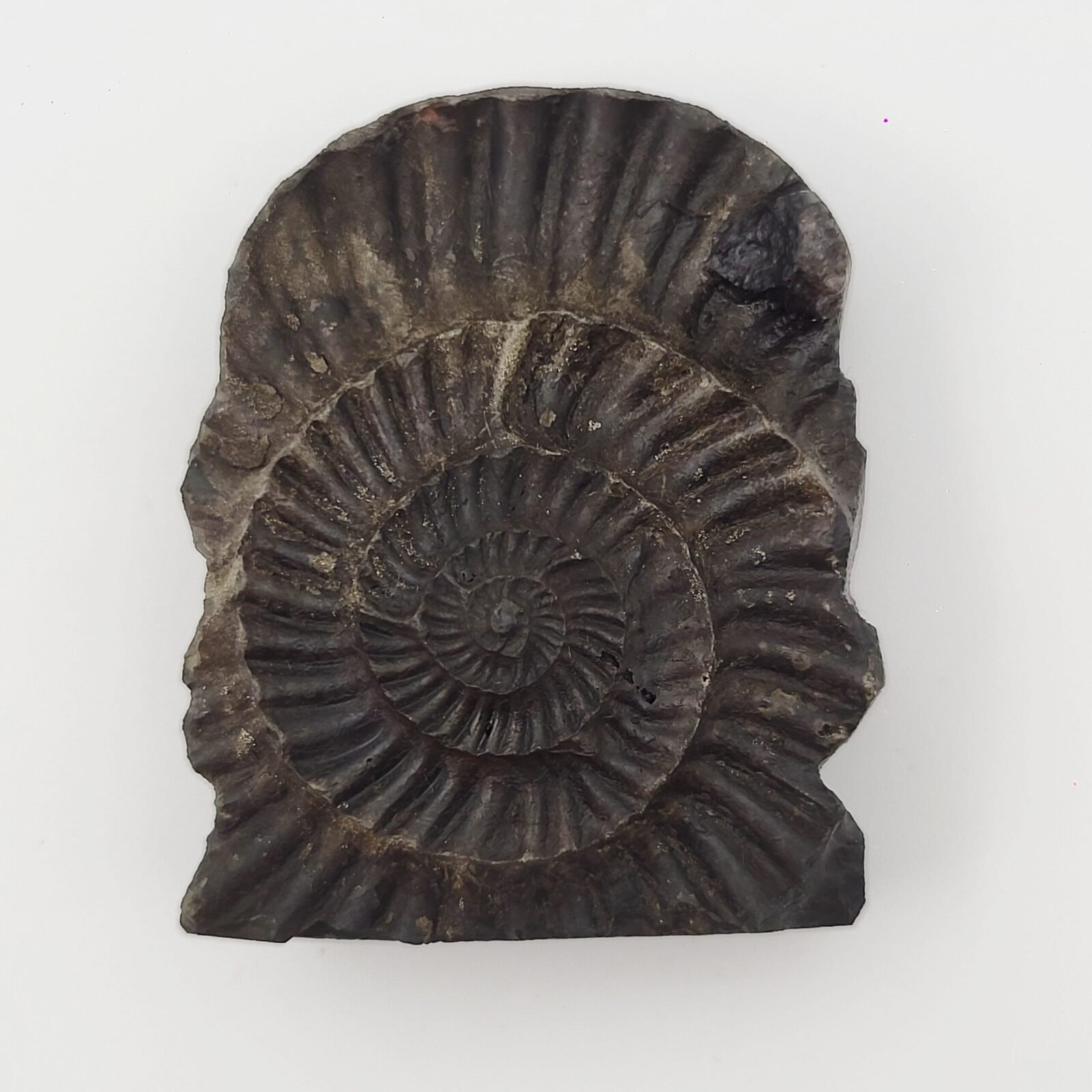 LAKSHMI NARAYAN CARVED ON REAL SHALIGRAM (100% NATURAL SUDARSHAN) - Image 4