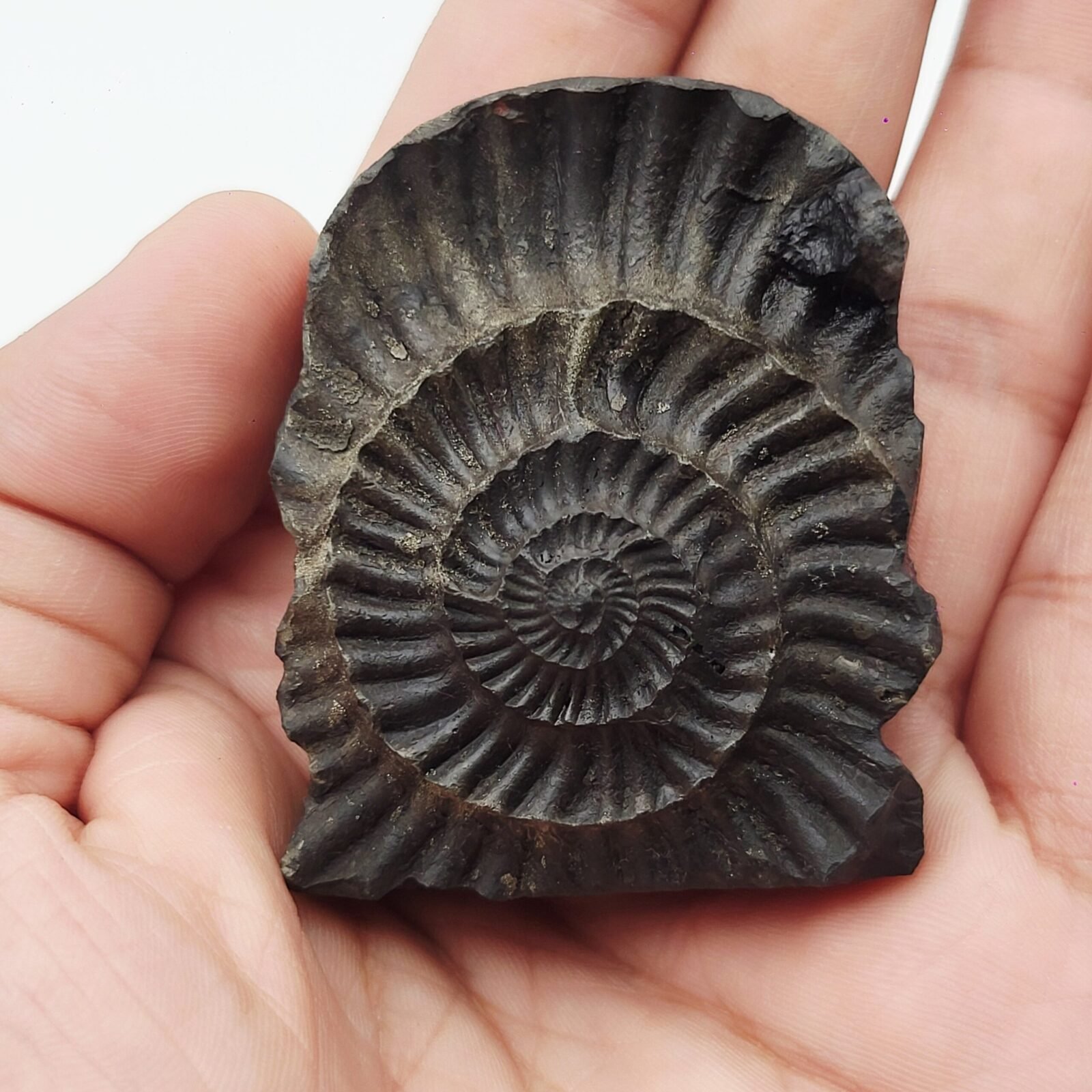 LAKSHMI NARAYAN CARVED ON REAL SHALIGRAM (100% NATURAL SUDARSHAN) - Image 2