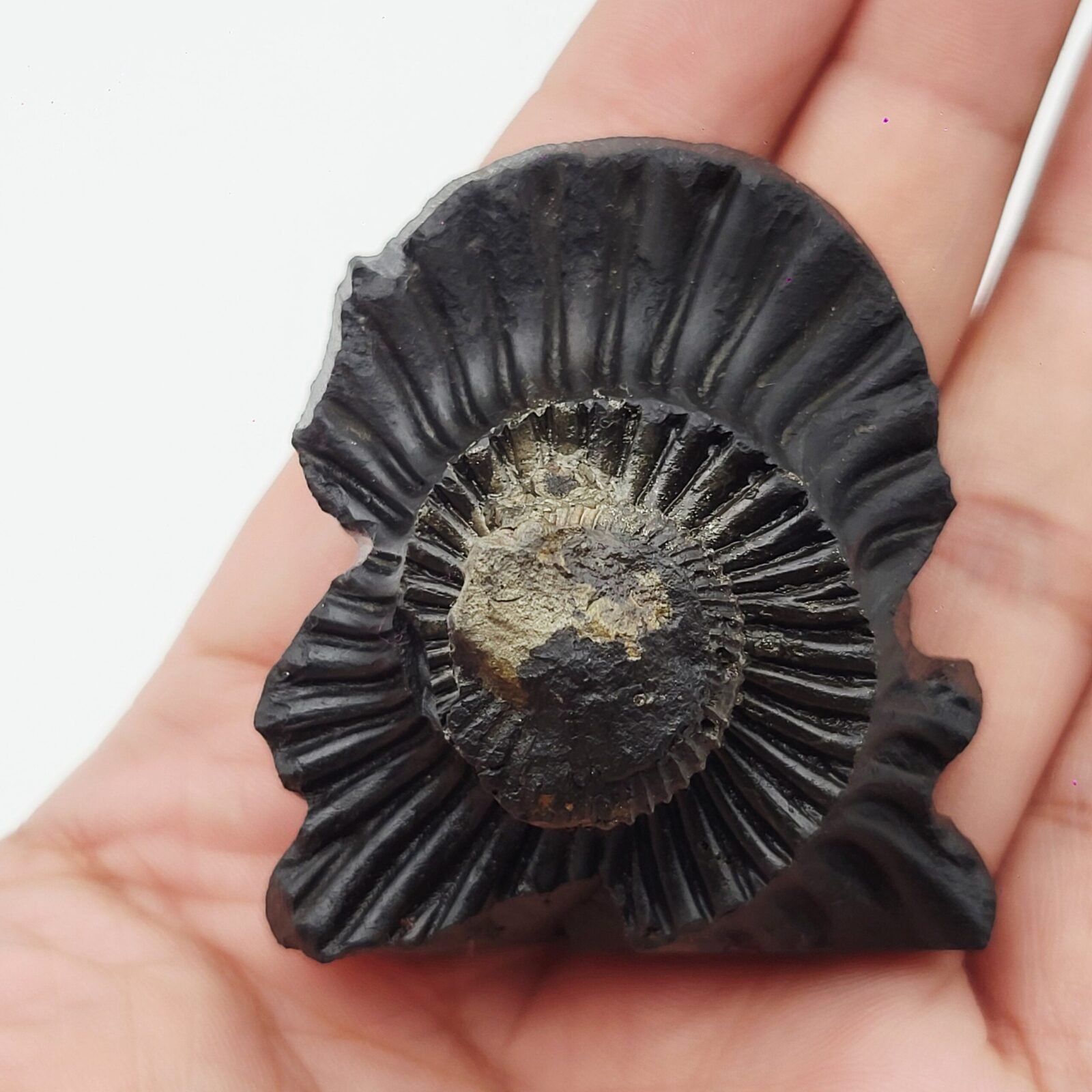 LAKSHMI NARAYAN CARVED ON REAL SHALIGRAM (100% NATURAL SUDARSHAN) - Image 2