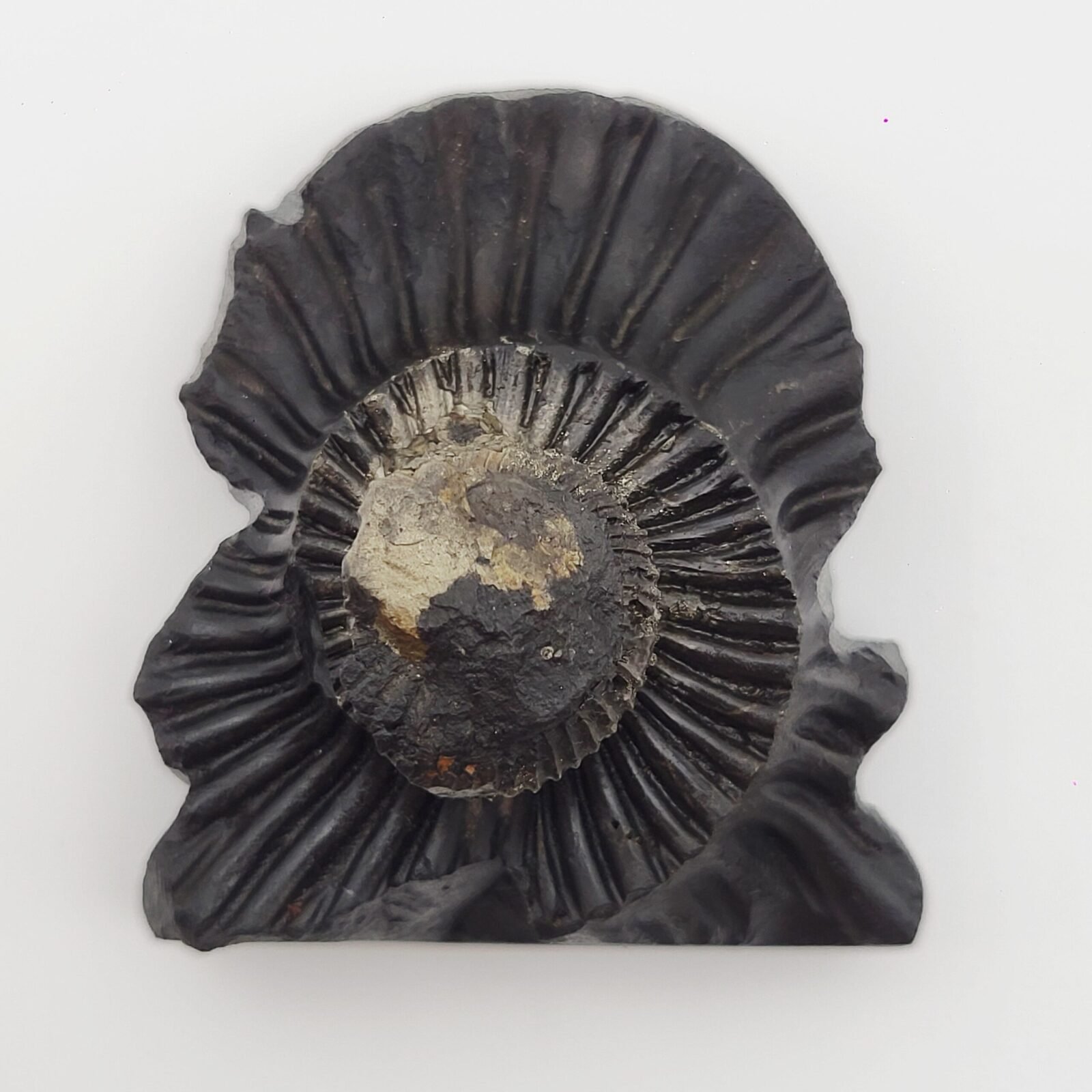 LAKSHMI NARAYAN CARVED ON REAL SHALIGRAM (100% NATURAL SUDARSHAN) - Image 4