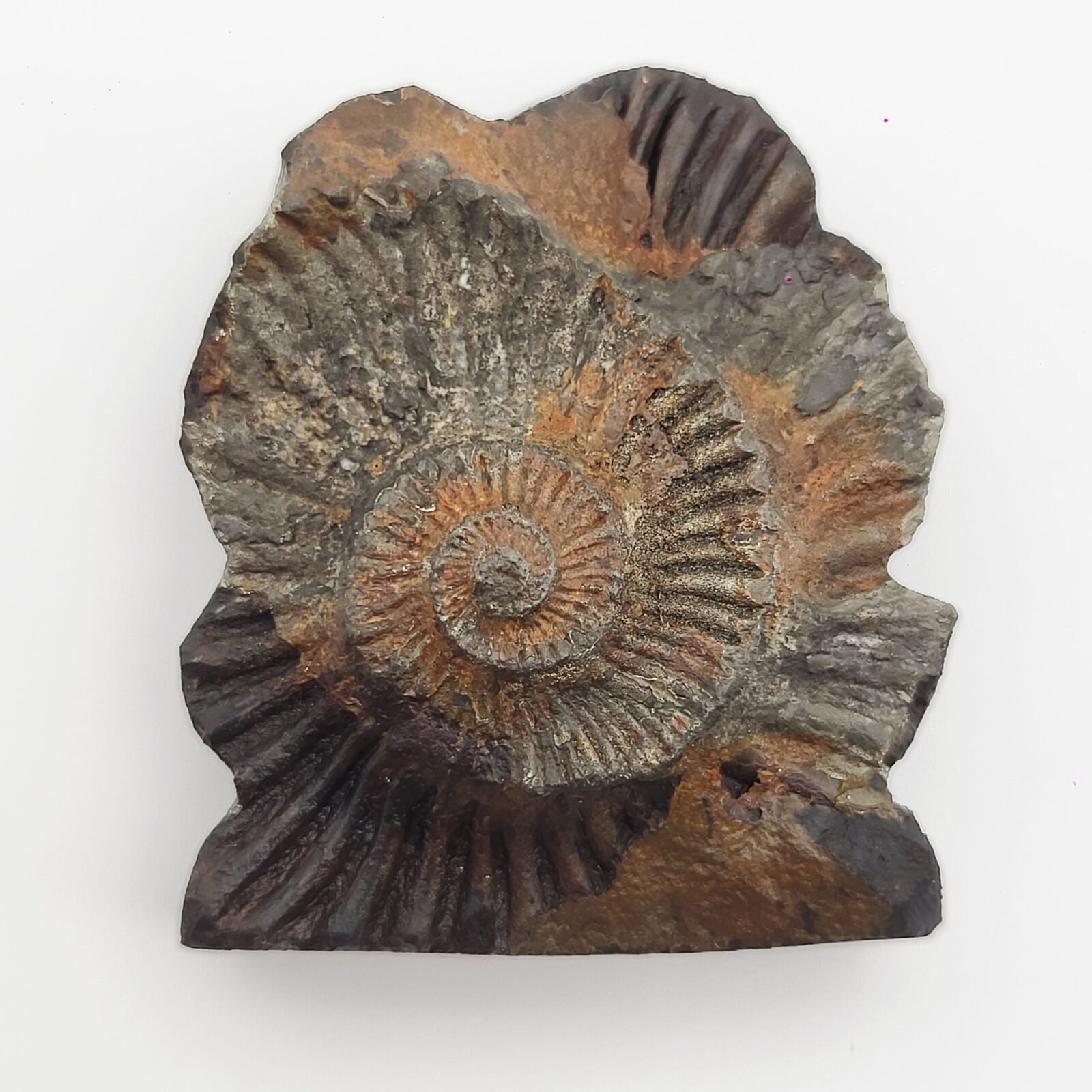 ADVAIT LAKSHMI NARAYAN CARVED ON REAL SHALIGRAM (100% NATURAL SUDARSHAN) - Image 4