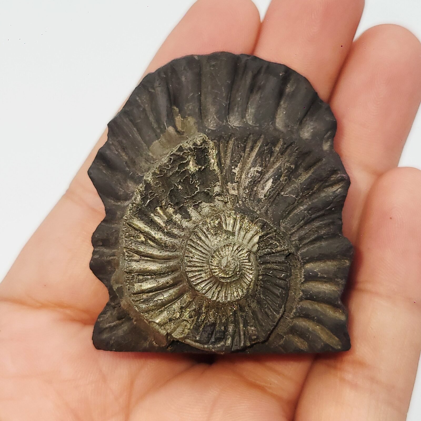 SWARN LAKSHMI NARAYAN CARVED ON REAL SHALIGRAM (100% NATURAL SUDARSHAN) - Image 2