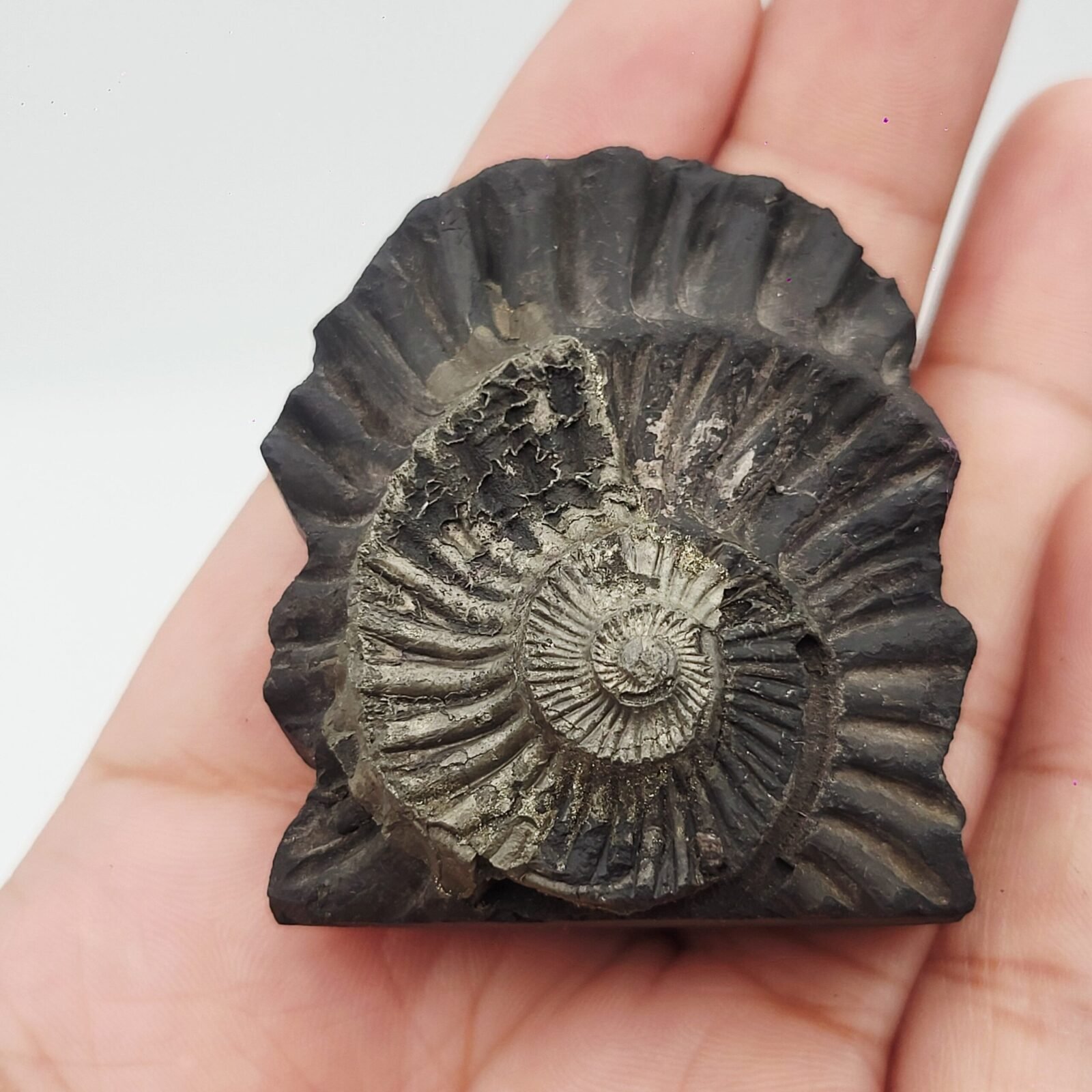SWARN LAKSHMI NARAYAN CARVED ON REAL SHALIGRAM (100% NATURAL SUDARSHAN) - Image 5