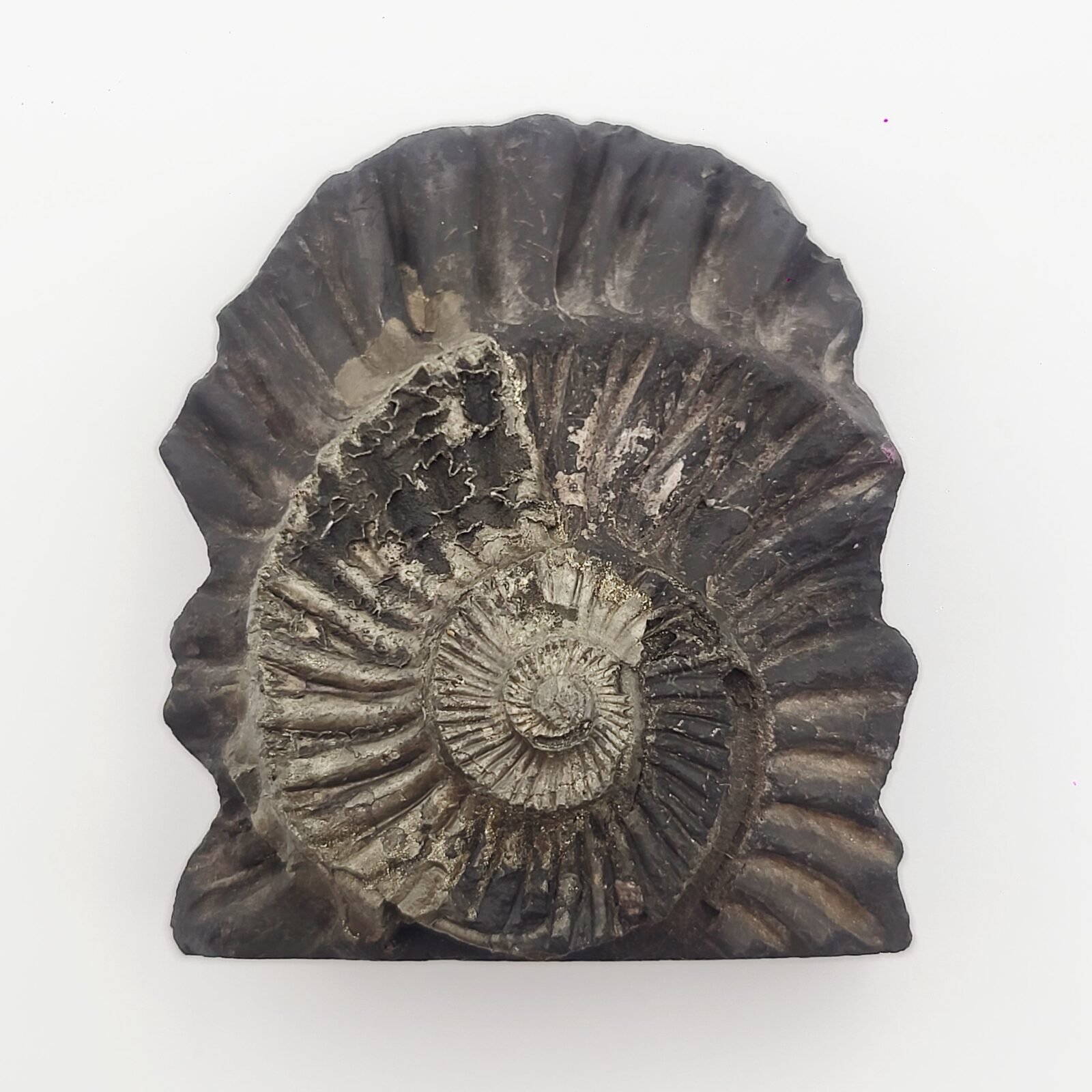 SWARN LAKSHMI NARAYAN IDOL CARVED ON REAL SHALIGRAM (100% NATURAL SUDARSHAN) by Gangtarang™ - Image 6