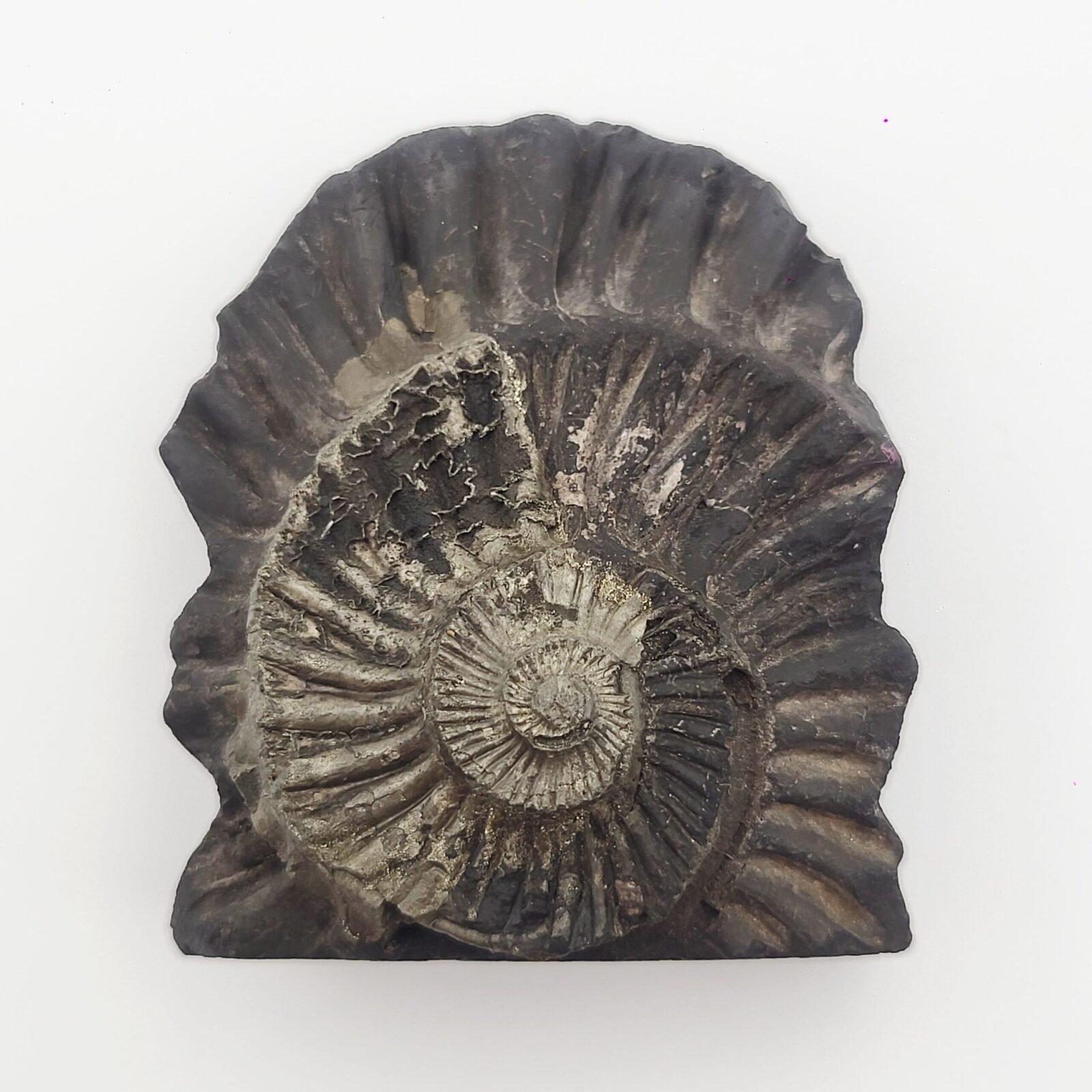 SWARN LAKSHMI NARAYAN CARVED ON REAL SHALIGRAM (100% NATURAL SUDARSHAN) - Image 6