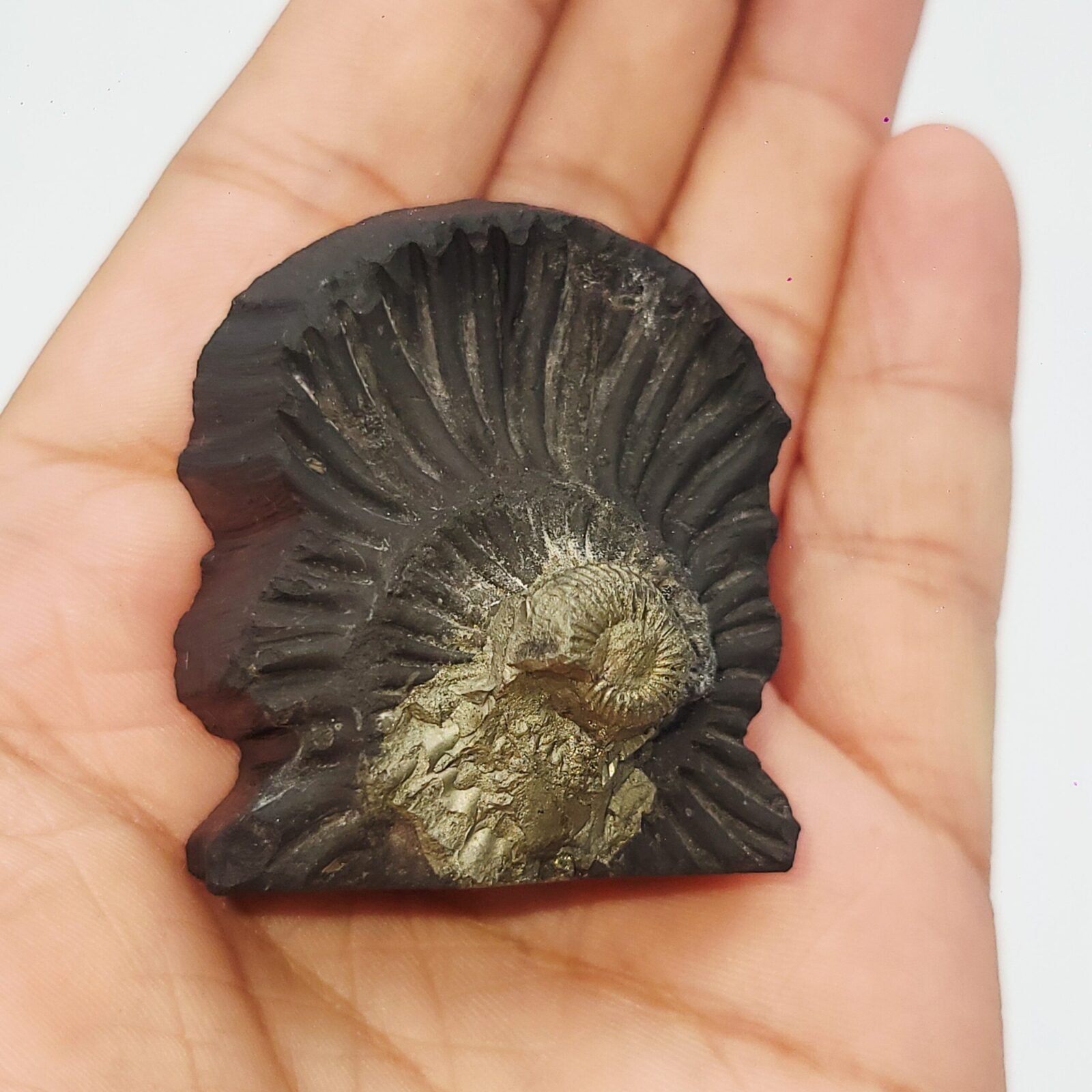 SWARN LAKSHMI NARAYAN CARVED ON REAL SHALIGRAM (100% NATURAL SUDARSHAN) - Image 5