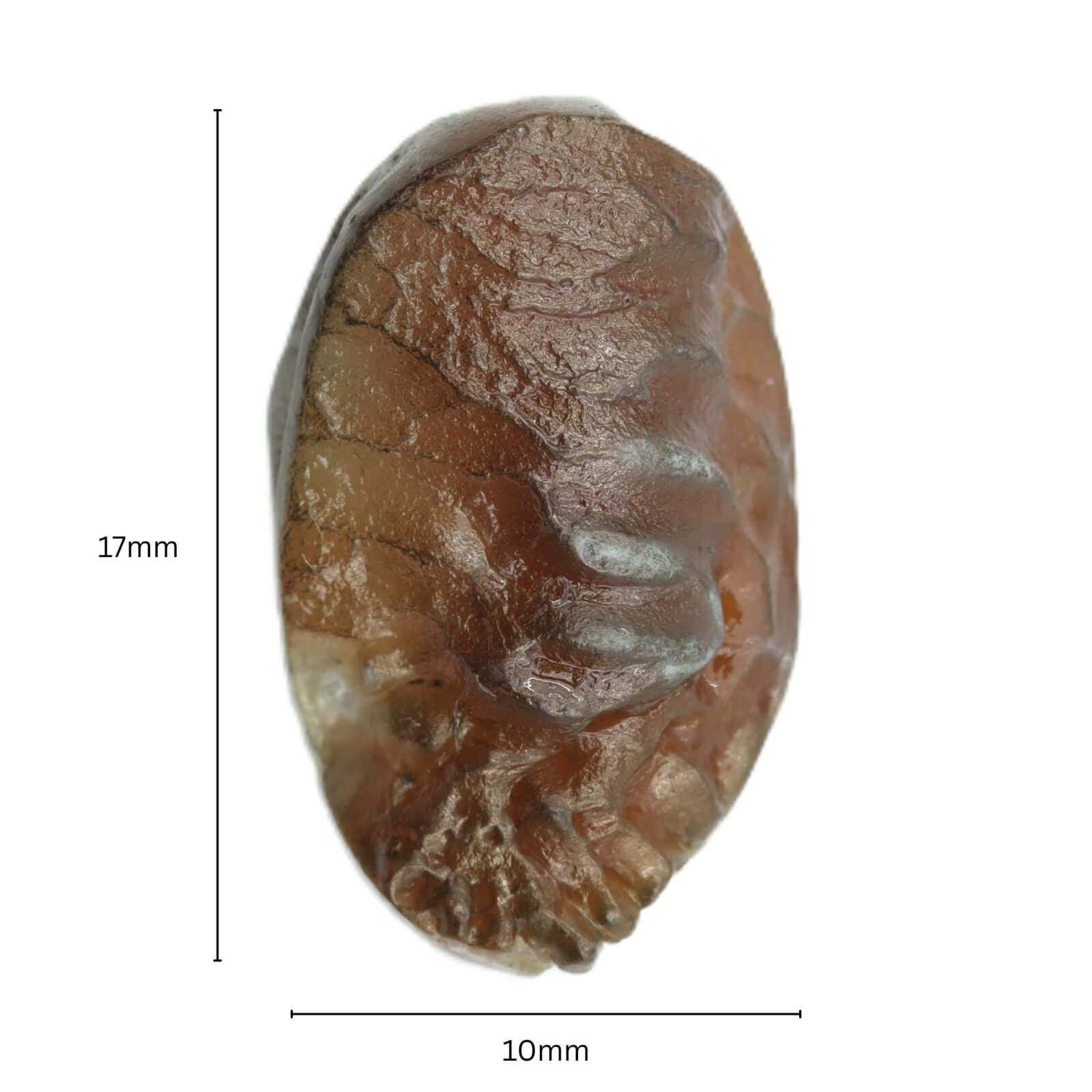 shukra mani