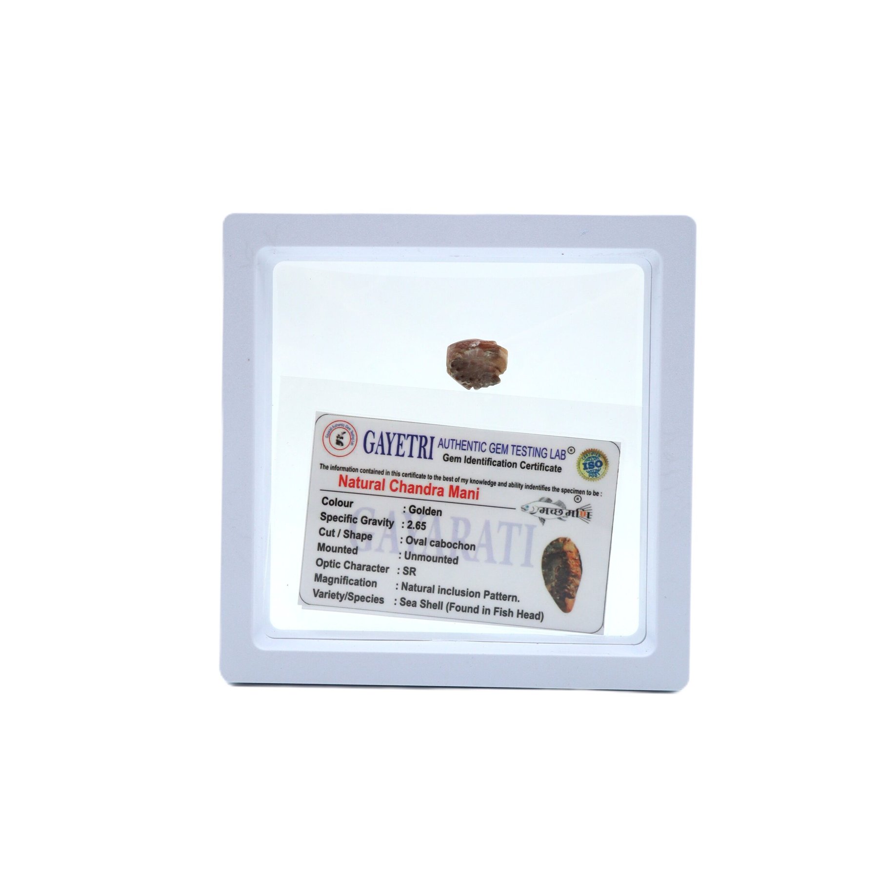 NATURAL CHANDRA MANI by Gangtarang® - Govt Lab Certified 7 chandra mani