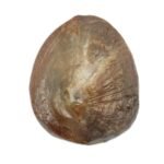 NATURAL MACHH MANI by Gangtarang® - Govt Lab Certified