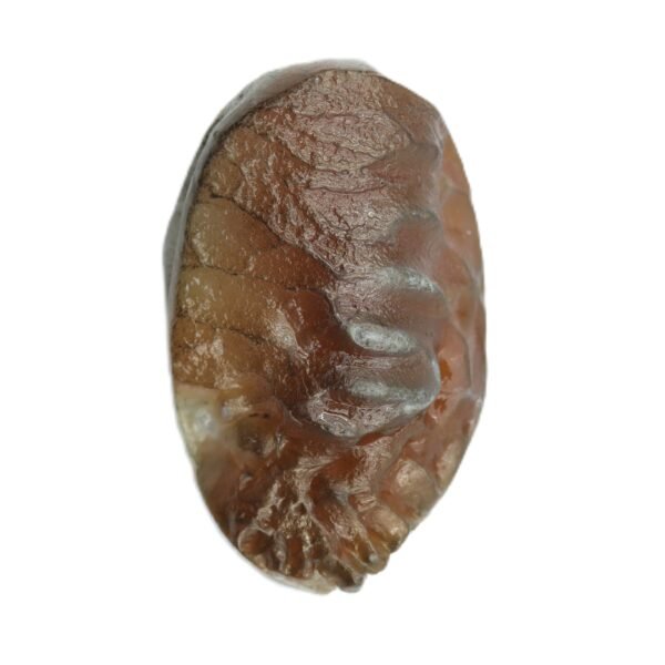 Shukra Mani