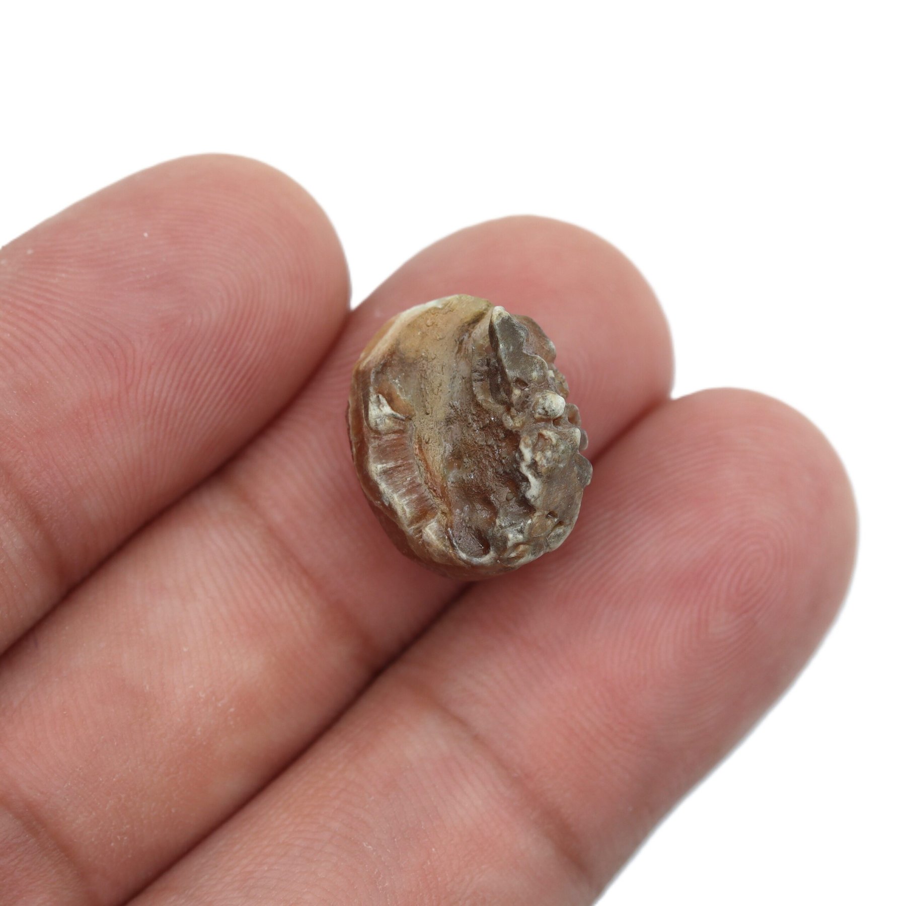 NATURAL CHANDRA MANI by Gangtarang® - Govt Lab Certified 4 chandra mani