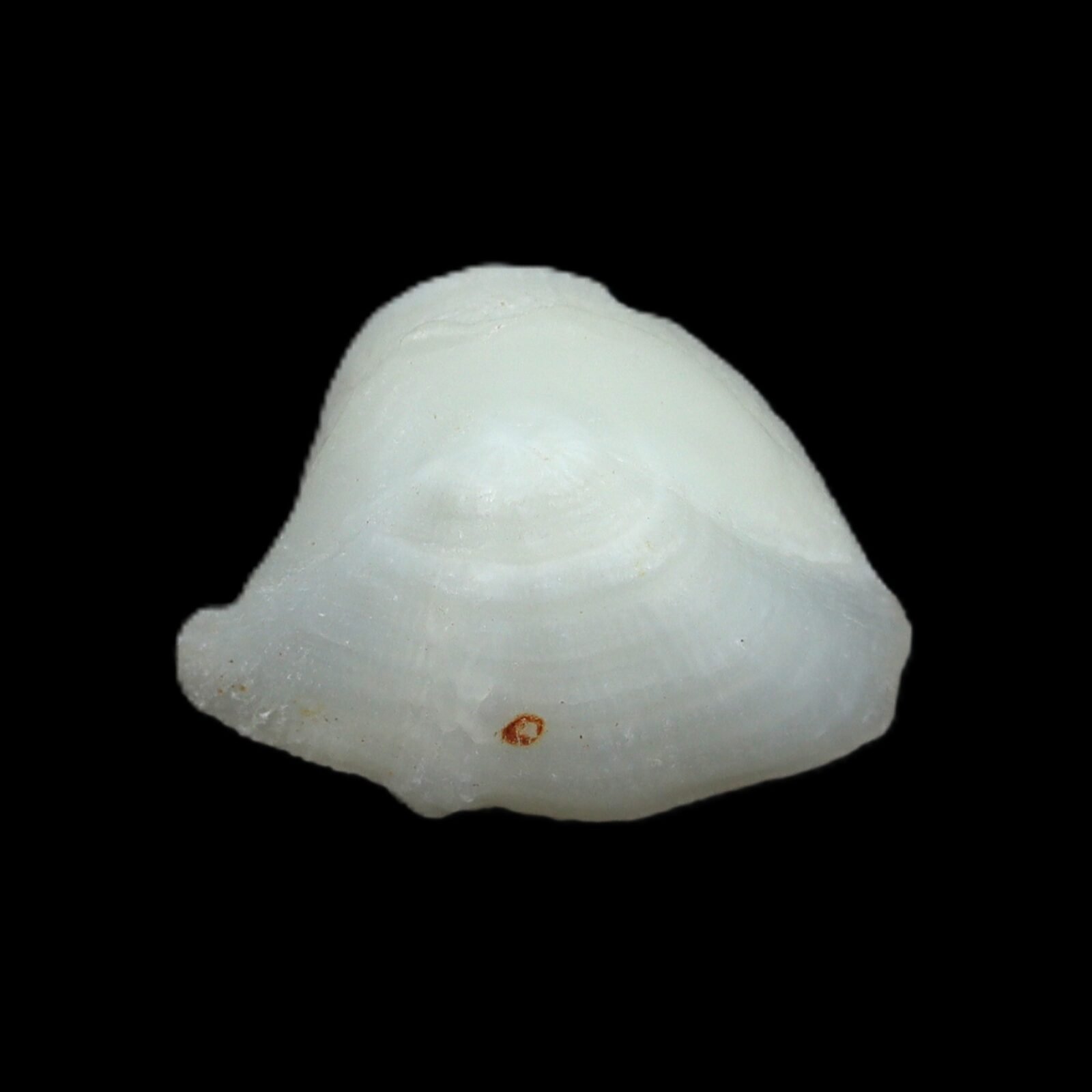 machh mani