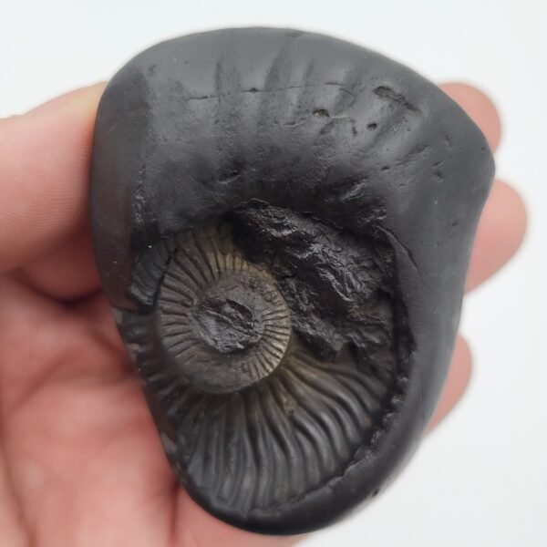 TRIVIKRAM VAMAN SHALIGRAM - Vishnu Ji Foot (3 Chakra) (RARE)