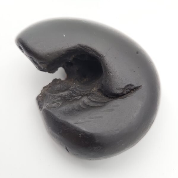 ANANT SHESH SHALIGRAM - Aadi Shesh Roop (RARE)