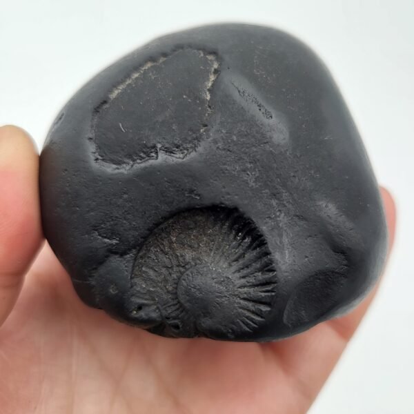 KALKI TRIVIKRAM SHALIGRAM - Revelation of Kalyug God (3 Chakra) (RARE)