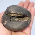 SANKARSANA HAAYEGRIVA SHALIGRAM (RARE)