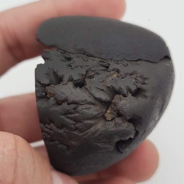 MAHA DHANVANTRI SHALIGRAM - For Health And Cure (The God Of Ayurved) (RARE)