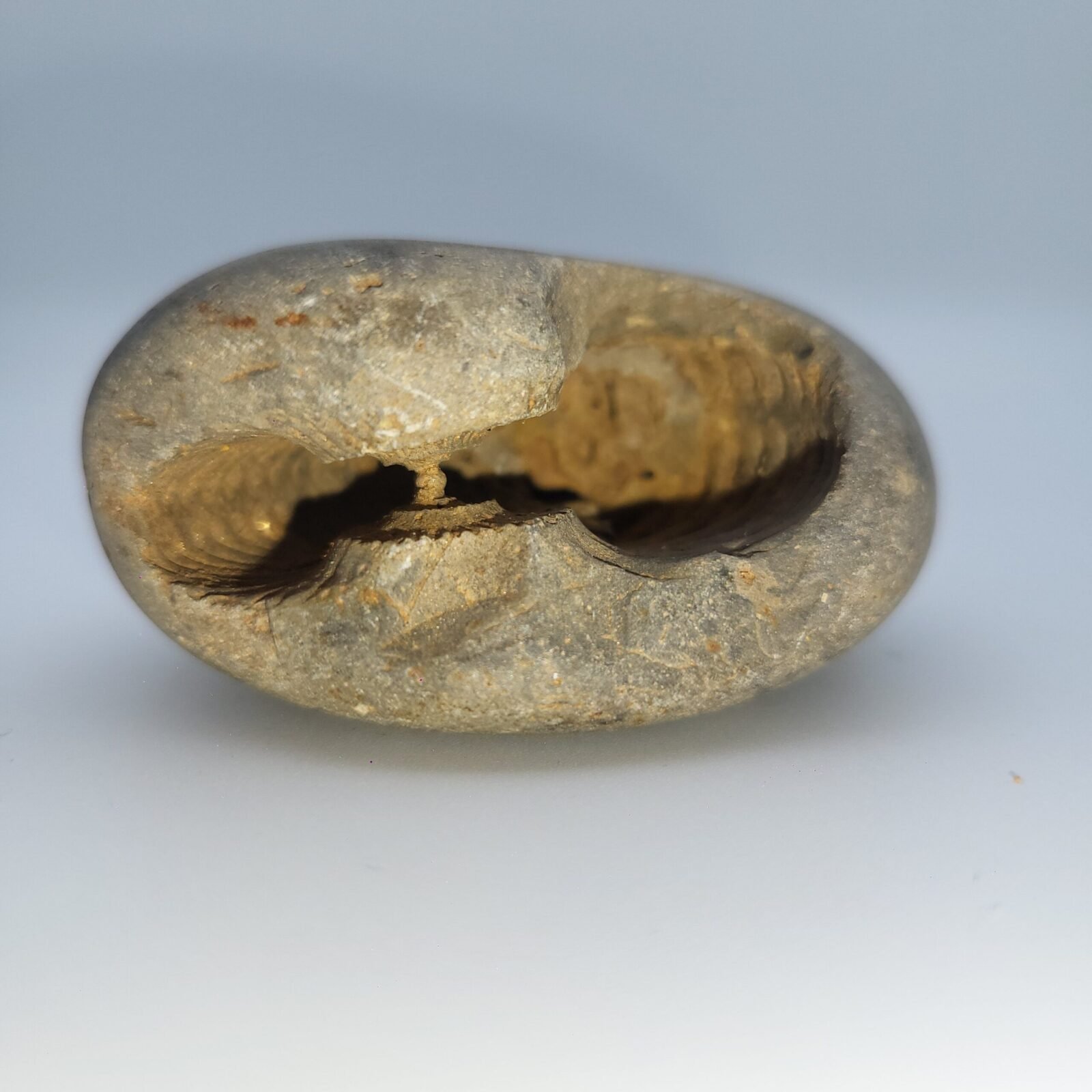 Shelligram Sea Shell Buy VASUKI ADVAIT SHALIGRAM - Old Shaligram (RARE) - GANGTARANG®