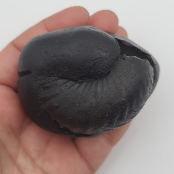 MAHAKAALI SHALIGRAM (RARE)
